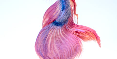 Parkinson's Exercise Program